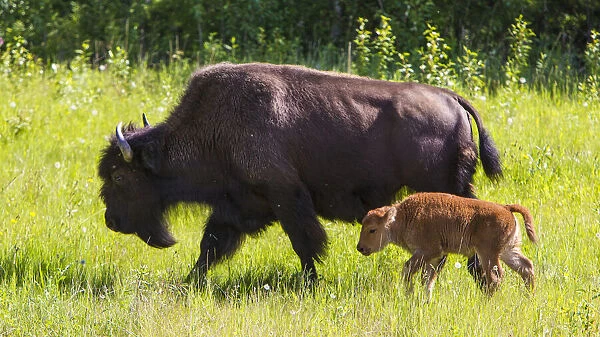 Canada, Alberta. A female Bison leads her calf along the sunny grass on the Alaska