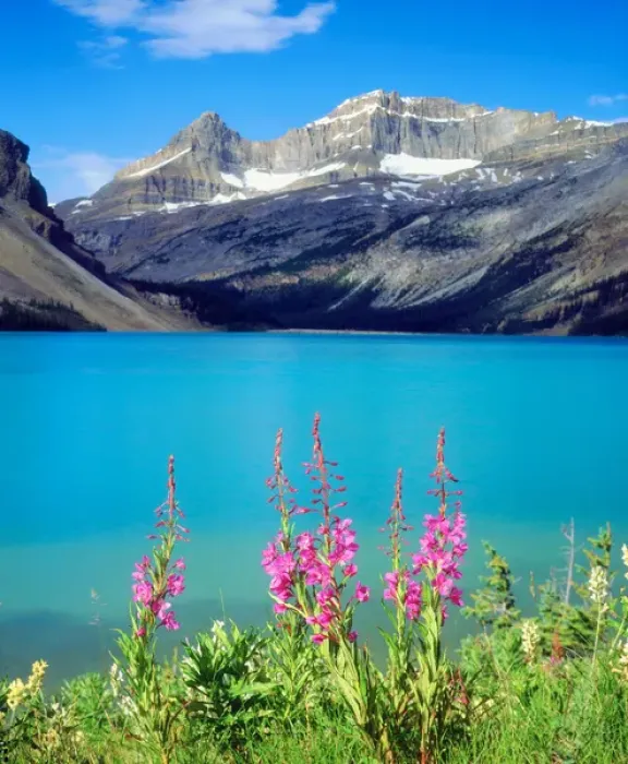 Framed Print : Canada, Alberta, Fireweed Wildflowers in Banff National Park, Canada