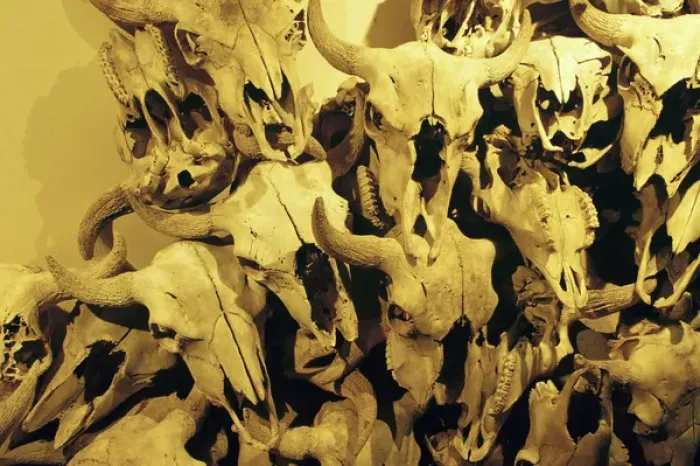 Framed Print : Canada, Alberta, Fort Macleod, Bison skulls at Head Smashed-in Buffalo Jump Framed Print : Canada, Alberta, Fort Macleod, Bison skulls at Head Smashed-in Buffalo Jump