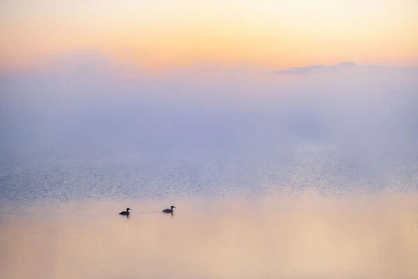 Canada, Alberta. Grebes in morning fog on Sturgeon Lake