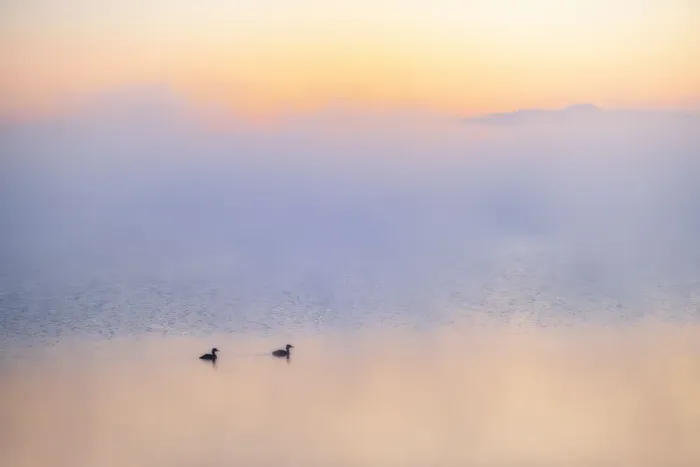 Framed Print : Canada, Alberta. Grebes in morning fog on Sturgeon Lake Framed Print : Canada, Alberta. Grebes in morning fog on Sturgeon Lake