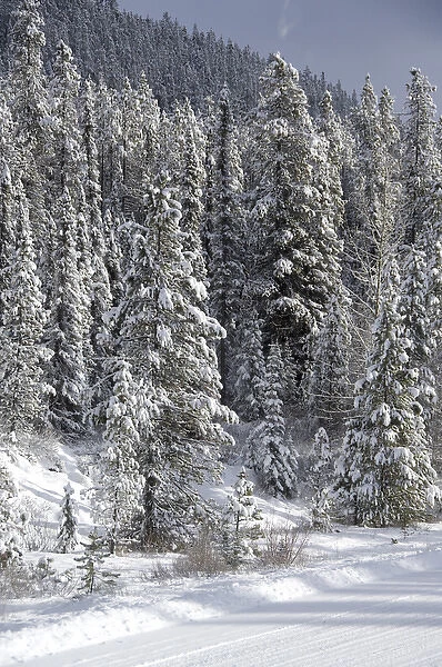 Canada, Alberta, Icefields Parkway. Jasper National Park in winter. Scenic highway