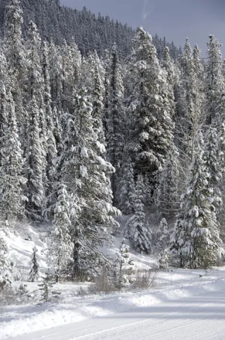 Framed Print : Canada, Alberta, Icefields Parkway. Jasper National Park in winter. Scenic highway Framed Print : Canada, Alberta, Icefields Parkway. Jasper National Park in winter. Scenic highway