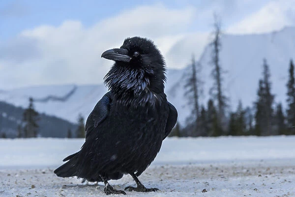 Canada, Alberta, Icefields Parkway. Common raven at roadside