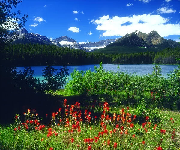 Canada; Alberta; Indian Paintbrush Wildflowers in Banff National Park