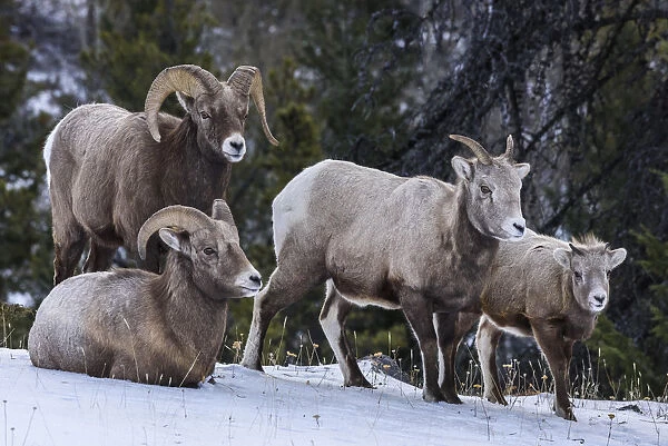 Canada, Alberta, Jasper. Bighorn sheep family
