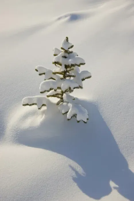 Framed Print : Canada, Alberta, Jasper National Park. A young tree covered with fresh coating of snow Framed Print : Canada, Alberta, Jasper National Park. A young tree covered with fresh coating of snow