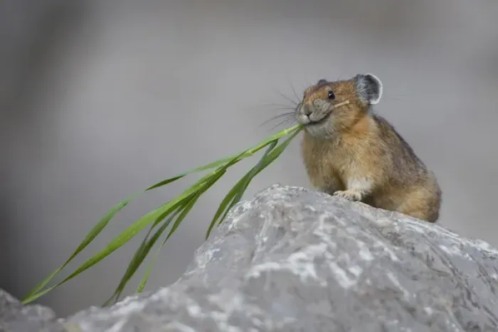 Framed Print : Canada, Alberta, Jasper National Park. Pika (Ochotona princeps) pauses while gathering Framed Print : Canada, Alberta, Jasper National Park. Pika (Ochotona princeps) pauses while gathering
