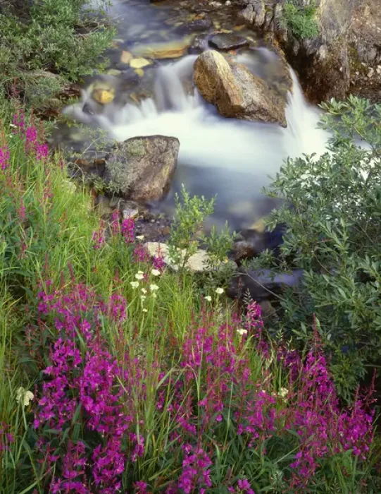 Framed Print : Canada, Alberta, Jasper National Park, Fireweed in bloom along Tangle Creek