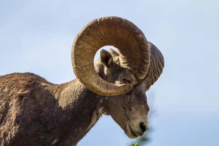 Framed Print : Canada, Alberta, Jasper National Park, Bighorn Sheep Ram (Ovis canadensis) Framed Print : Canada, Alberta, Jasper National Park, Bighorn Sheep Ram (Ovis canadensis)