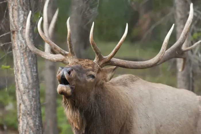 Framed Print : Canada, Alberta, Jasper National Park. Bull elk bugling