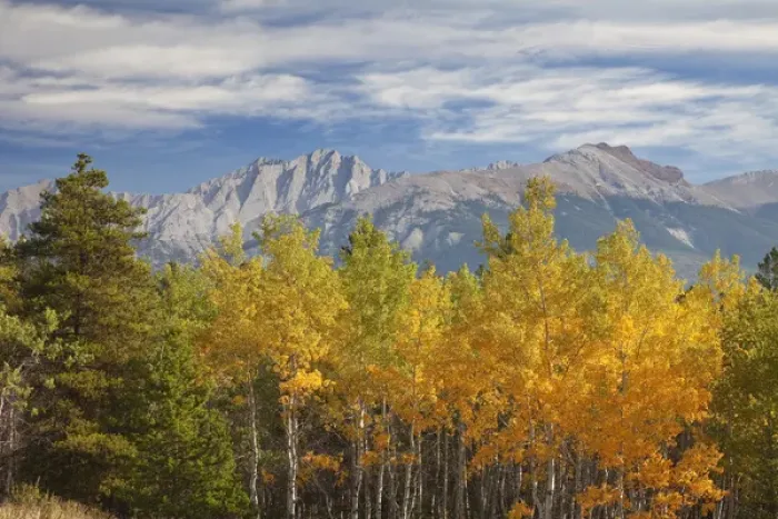 Framed Print : Canada, Alberta, Jasper National Park. Autumn landscape seen from Cottonwood Slough