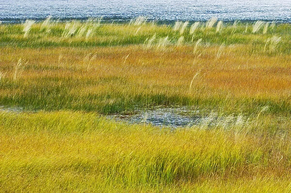 Canada, Alberta, Jasper National Park. Grasses in a wetland habitat