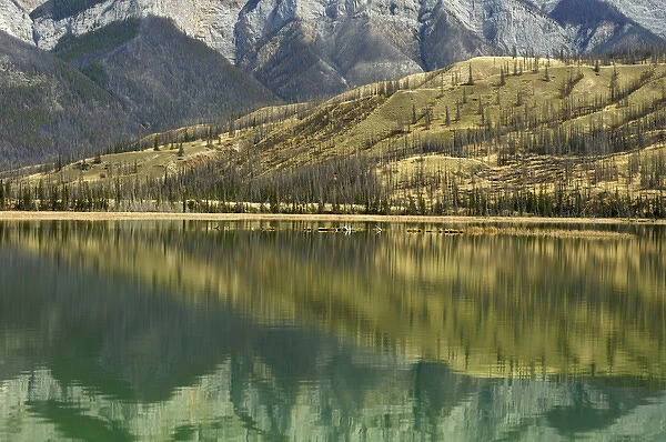 Canada, Alberta, Jasper National Park. Reflection on Talbot Lake