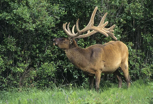 Canada, Alberta, Jasper National Park. Bull elk gnawing on bone