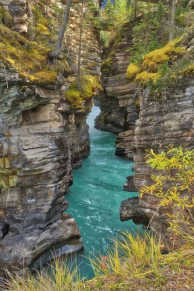 Canada, Alberta, Jasper National Park. Athabasca River at Athabasca Falls
