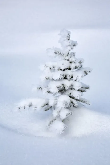 Framed Print : Canada, Alberta, Jasper National Park, Tiny, snow-covered fir tree Framed Print : Canada, Alberta, Jasper National Park, Tiny, snow-covered fir tree