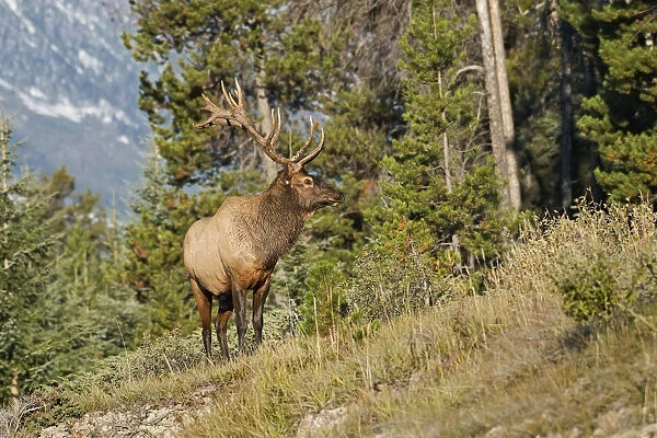 Canada, Alberta, Jasper National Park. Bull elk on mountain