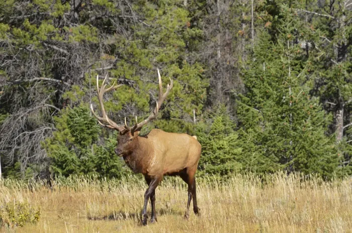 Framed Print : Canada, Alberta, Jasper National Park. Male elk walking