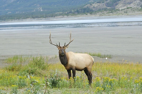 Canada, Alberta, Jasper National Park. Male elk in field