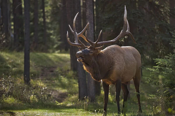 Canada, Alberta, Jasper National Park. Male elk calling
