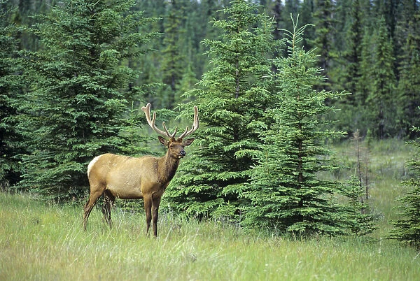 Canada, Alberta, Jasper National Park. Male elk in field