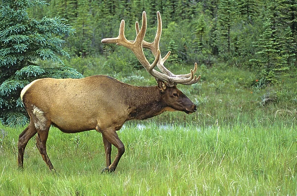 Canada, Alberta, Jasper National Park. Male elk walking