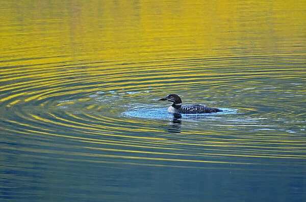 Canada, Alberta, Jasper National Park. Common loon makes ripples in lake