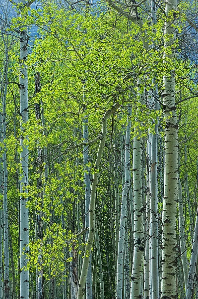 Canada, Alberta, Jasper National Park. Spring foliage in forest