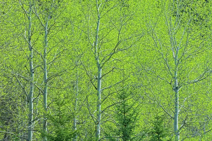 Framed Print : Canada, Alberta, Jasper National Park. Spring foliage in forest Framed Print : Canada, Alberta, Jasper National Park. Spring foliage in forest