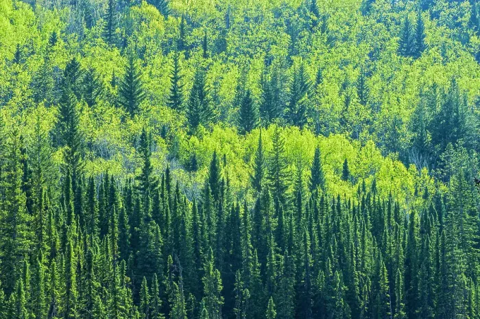 Framed Print : Canada, Alberta, Jasper National Park. Spring foliage in mountainside forest Framed Print : Canada, Alberta, Jasper National Park. Spring foliage in mountainside forest