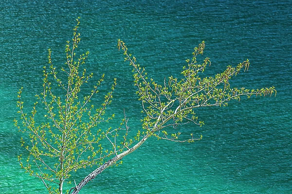 Canada, Alberta, Jasper National Park. Lake and spring foliage on balsam poplar tree