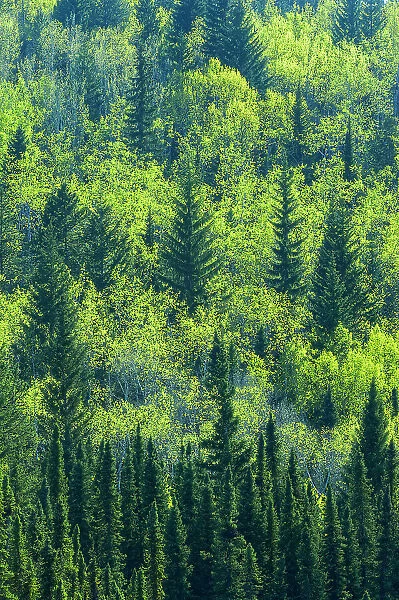 Canada, Alberta, Jasper National Park. Spring foliage in mountainside forest