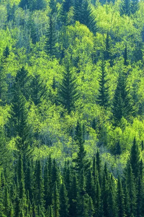 Framed Print : Canada, Alberta, Jasper National Park. Spring foliage in mountainside forest Framed Print : Canada, Alberta, Jasper National Park. Spring foliage in mountainside forest