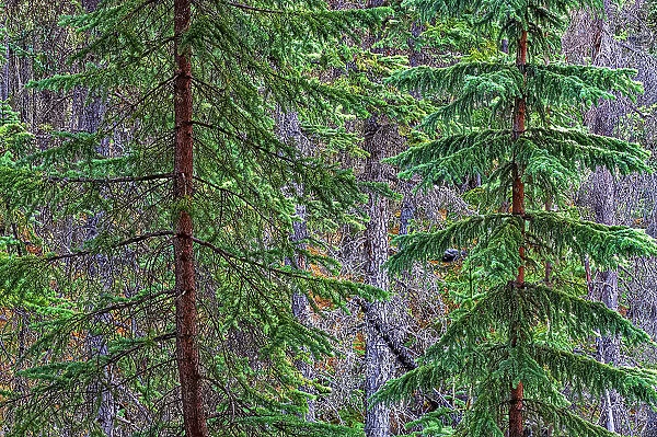 Canada, Alberta, Jasper National Park. Spruce trees at Athabasca Falls