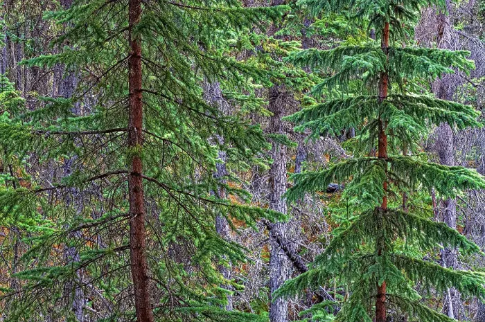 Framed Print : Canada, Alberta, Jasper National Park. Spruce trees at Athabasca Falls