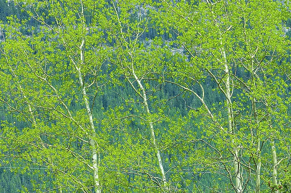 Canada, Alberta, Jasper National Park. Spring foliage in forest