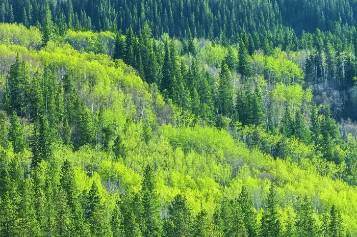 Framed Print : Canada, Alberta, Jasper National Park. Spring foliage in mountainside forest