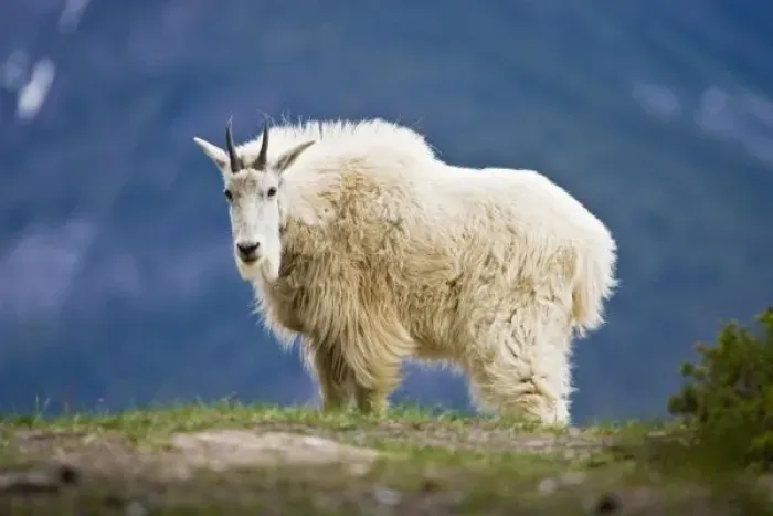 Framed Print : Canada, Alberta, Jasper National Park, Mountain Goat (Oreamnos americanos) female, June Framed Print : Canada, Alberta, Jasper National Park, Mountain Goat (Oreamnos americanos) female, June