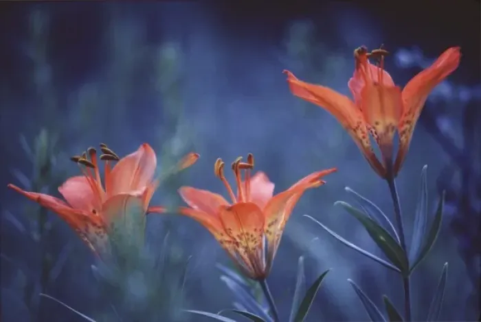 Framed Print : Canada, Alberta, Jasper National Park. Wood lilies at dusk