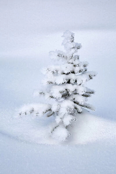 Canada, Alberta, Jasper National Park, Tiny, snow-covered fir tree