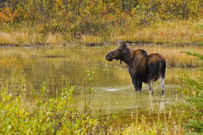 Framed Print : Canada, Alberta, Kananaskis Country. Female moose in pond Framed Print : Canada, Alberta, Kananaskis Country. Female moose in pond
