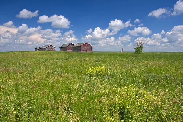 Canada, Alberta, Oyen. Granaries in field of grass. Credit as