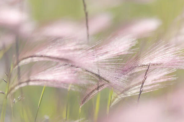 Canada, Alberta, Peter Loughheed Provincial Park. Close-up of grass seedheads. DanitaDelimont