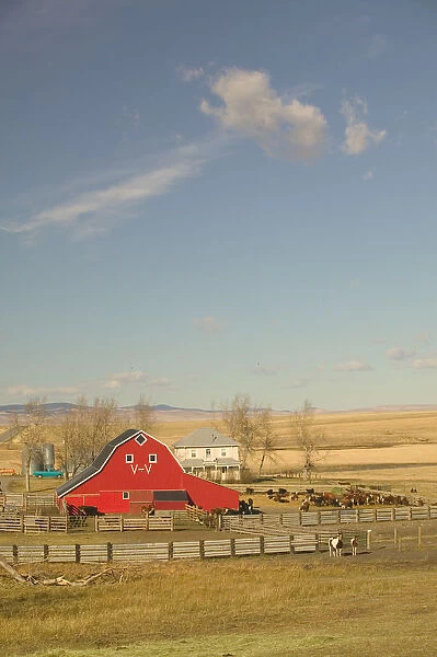 Canada, Alberta, Pincher Creek: Red Barn & Ranch