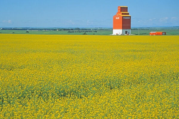 Canada, Alberta, Red Deer, canola flower field