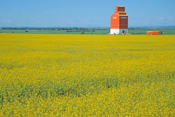 Framed Print : Canada, Alberta, Red Deer, canola flower field Framed Print : Canada, Alberta, Red Deer, canola flower field