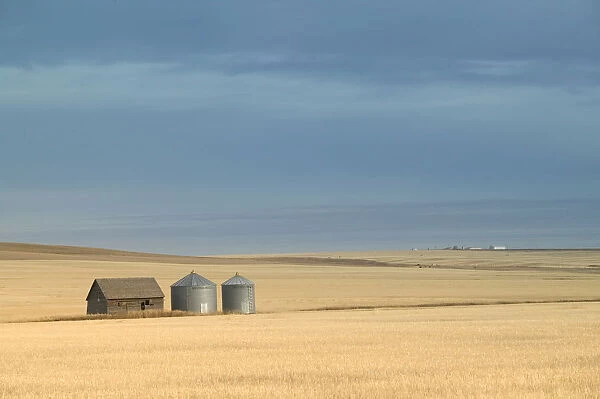 Canada-Alberta-Rosebud: Grain Barn  /  Wheat Farm  /  Autumn
