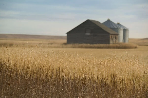 Canada-Alberta-Rosebud: Grain Barn  /  Wheat Farm  /  Autumn