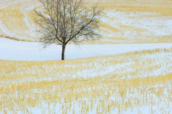 Framed Print : Canada, Alberta, Spruce Grove. Lone tree in snow-covered field Framed Print : Canada, Alberta, Spruce Grove. Lone tree in snow-covered field